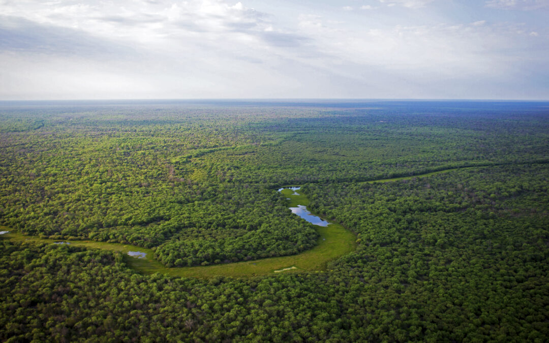 Deforestación en el Gran Chaco: La bomba de carbono que el mundo ignora